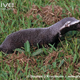 Illustration for article titled Monday Mustelid - Galictis vittata Edition